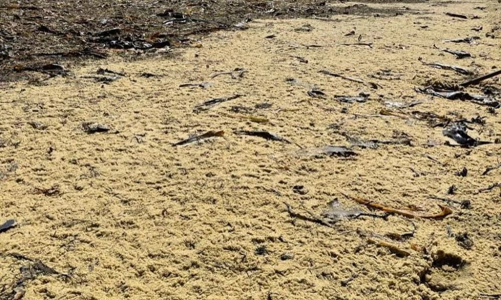 "Όποιος πρόλαβε πρόλαβε": Γέμισαν με χαβιάρι ρωσικές ακτές